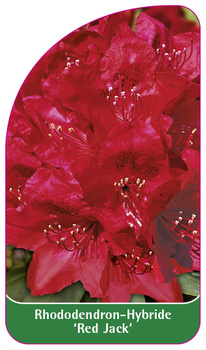 Rhododendron-Hybride 'Red Jack'