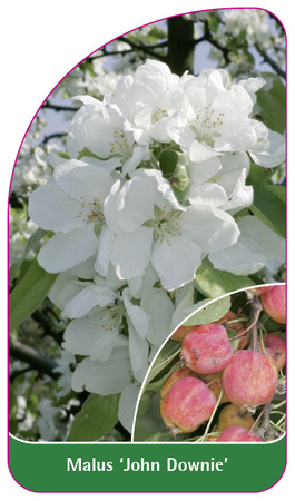 Malus 'John Downie'