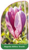 Magnolia liliiflora 'Gracilis'