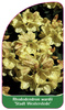 Rhododendron wardii 'Stadt Westerstede'