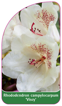 Rhododendron campylocarpum 'Viscy'