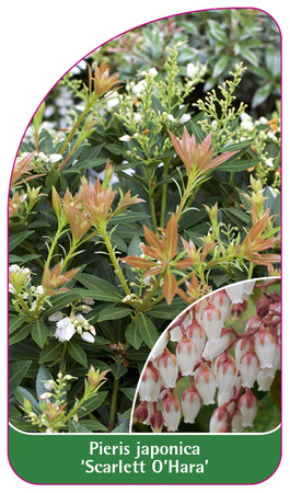 Pieris japonica 'Scarlett O'Hara'