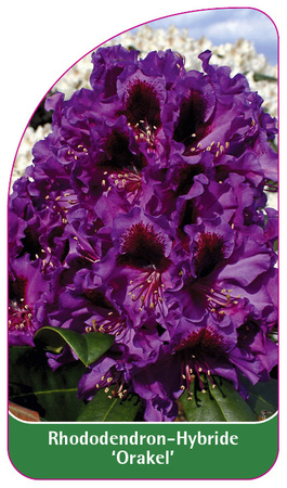 Rhododendron-Hybride 'Orakel'