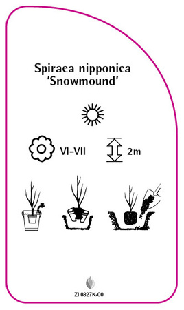 Spiraea nipponica 'Snowmound'