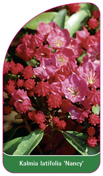 Kalmia latifolia "Nancy