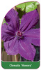 Clematis 'Honora'