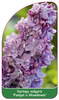 Syringa vulgaris 'Pamjat o Wawilowie'