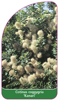 Cotinus coggygria 'Kanari'