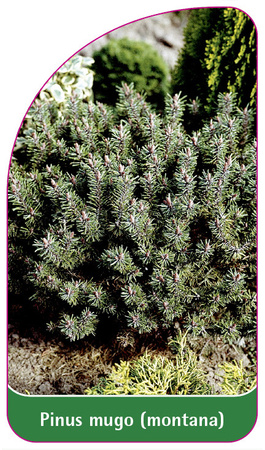 Pinus mugo (montana)