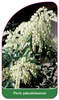 Pieris yakushimanum