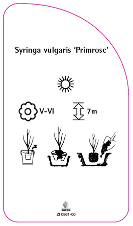 Syringa vulgaris 'Primrose'