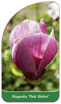 Magnolia 'Pink Globet'