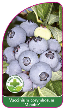 Vaccinium corymbosum 'Meader'
