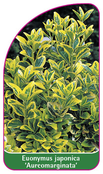 Euonymus japonica 'Aureomarginata'