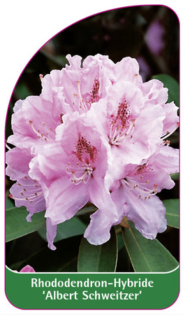 Rhododendron-Hybride 'Albert Schweitzer'