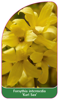 Forsythia intermedia 'Karl Sax'