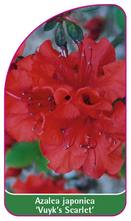 Azalea japonica 'Vuyk's Scarlet'