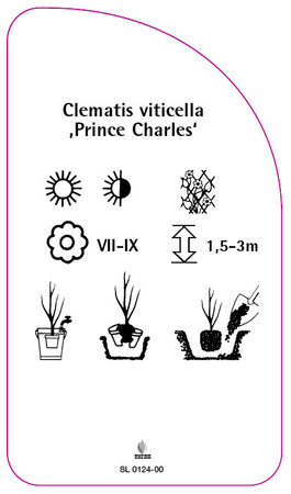 Clematis viticella 'Prince Charles'