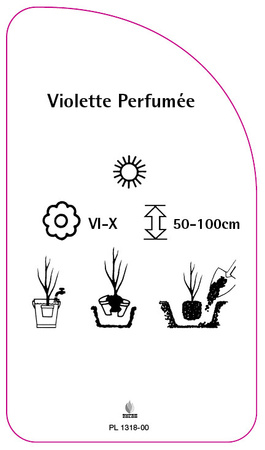 Violette Perfumée