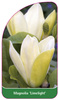 Magnolia 'Limelight'