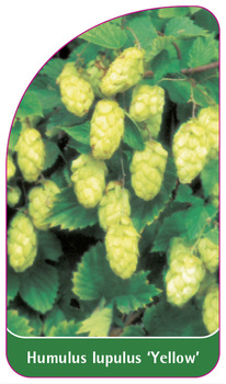 Humulus lupulus 'Yellow'