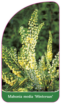 Mahonia media 'Wintersun'