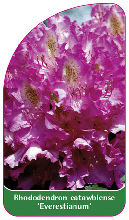 Rhododendron catawbiense 'Everestianum'