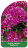 Azalea japonica 'Rubinetta'