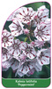Kalmia latifolia 'Peppermint'