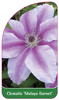 Clematis 'Malaya Garnet'