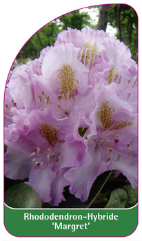 Rhododendron-Hybride 'Margret'