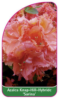 Azalea Knap-Hill-Gybride 'Sarina'