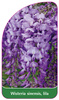 Wisteria sinensis, lila
