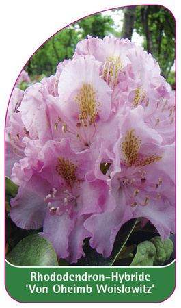 Rhododendron-Hybride 'Von Oheimb Woislowitz'