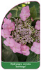 Hydrangea serrata 'Santiago'