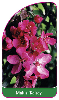 Malus 'Kelsey'