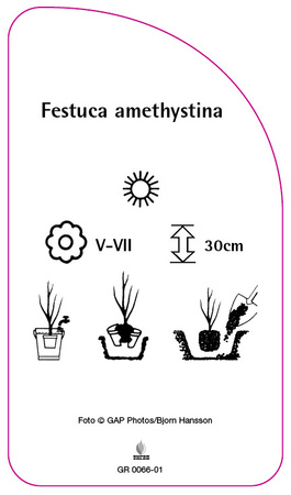 Festuca amethystina