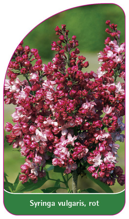 Syringa vulgaris, rot