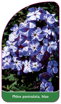 Phlox paniculata, blau