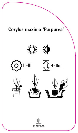Corylus maxima 'Purpurea'