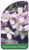 Clematis montana 'Tetrarose'