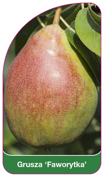 Arbore de păr 'Favourite'
