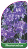 Rhododendron