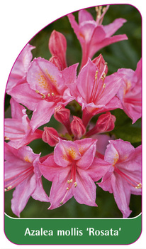 Azalea mollis 'Rosata'