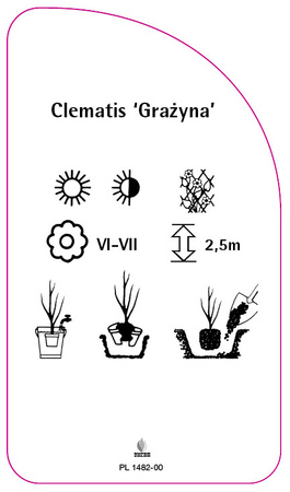 Clematis 'Grazyna'