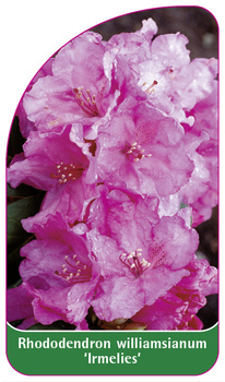Rhododendron williamsianum 'Irmelies'
