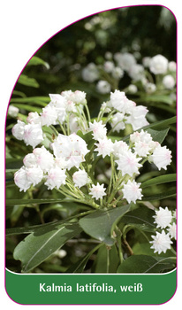 Kalmia latifolia, weiß