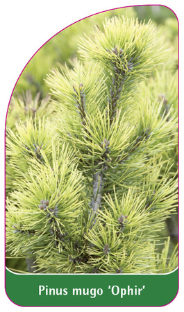 Pinus mugo 'Ophir'