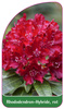 Rhododendron-Hybride, rot