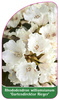 Rhododendron williamsianum 'Gartendirektor Rieger'